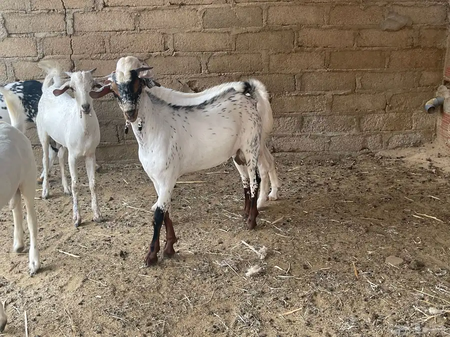 جفران للبيع 1