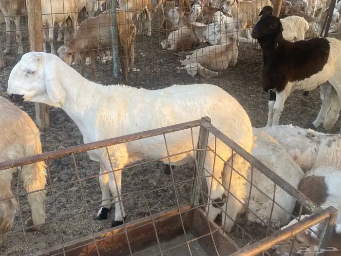 طليان سواكني ابيض مرابي 0