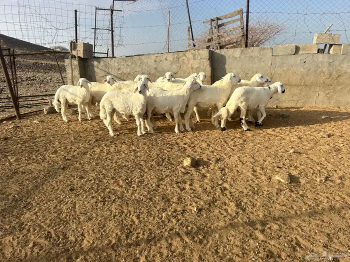 بهم حرش العدد 16 الذكران 14 والرخال 2 3