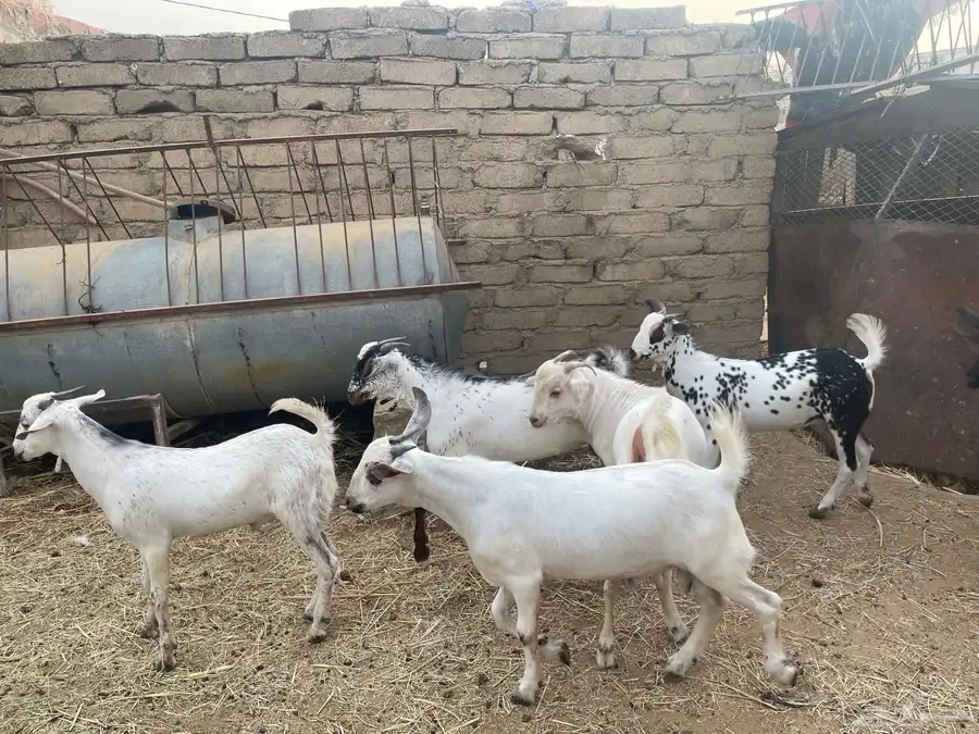 جفران للبيع 3