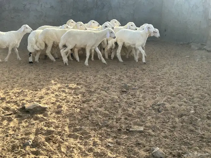 بهم حرش العدد 16 الذكران 14 والرخال 2 4