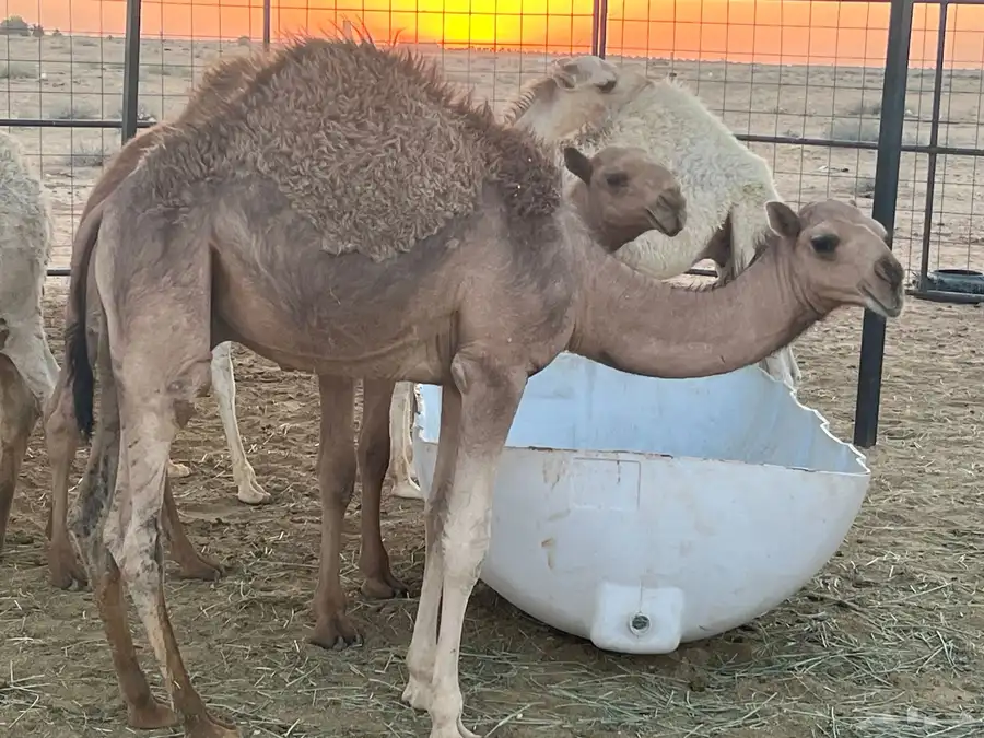 حشو فاخرة للبيع 3