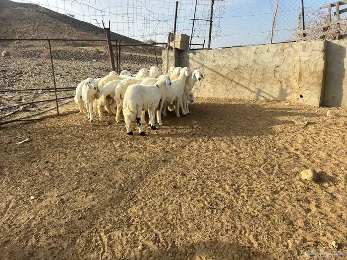 بهم حرش العدد 16 الذكران 14 والرخال 2 0