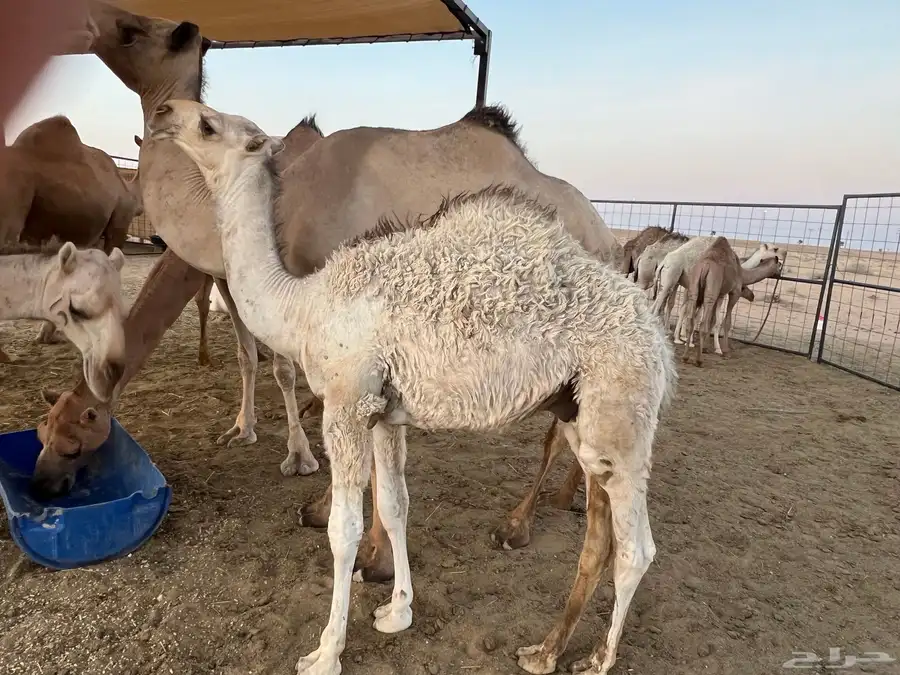 حشو فاخرة للبيع 0