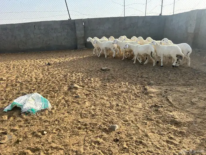 بهم حرش العدد 16 الذكران 14 والرخال 2 1