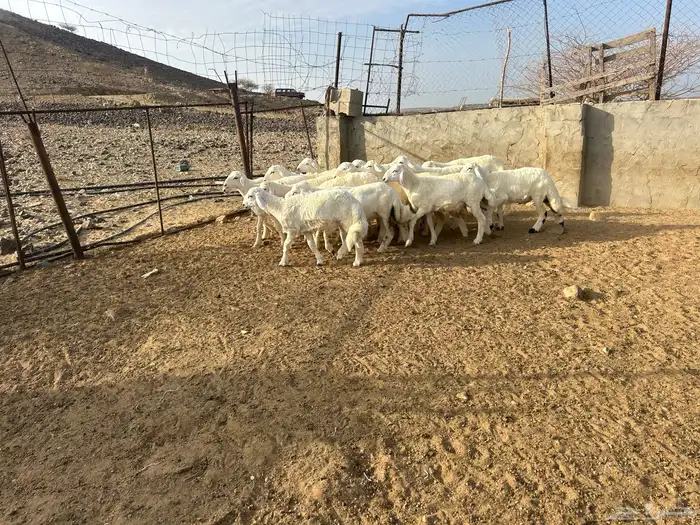 بهم حرش العدد 16 الذكران 14 والرخال 2 2