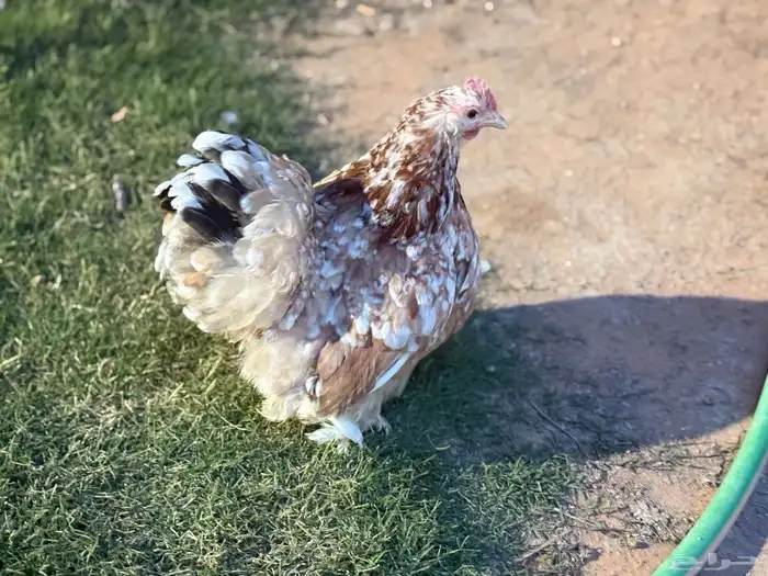 بيض دجاج زينه بالخرج 4