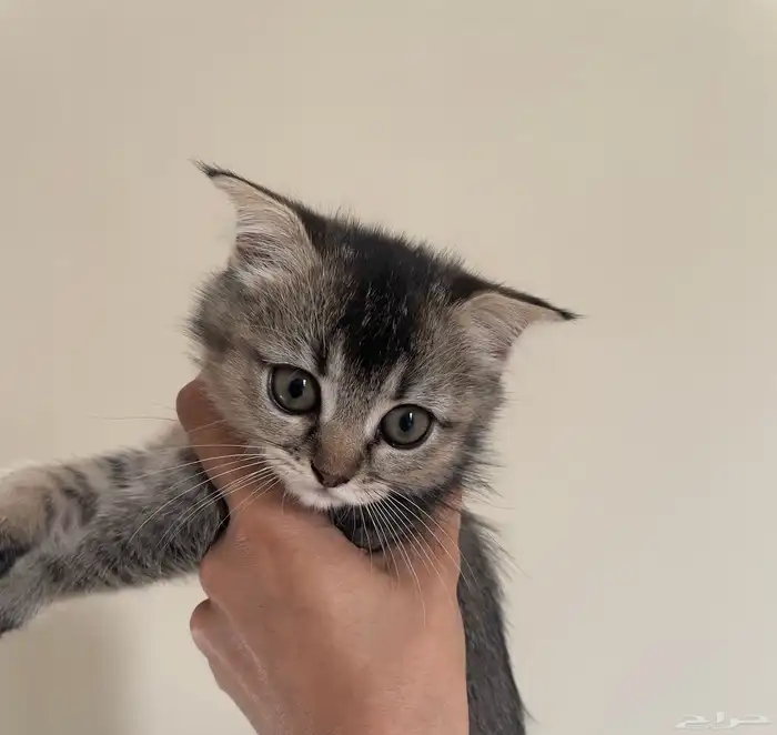 قطة أنثى سكوتش للبيع 0