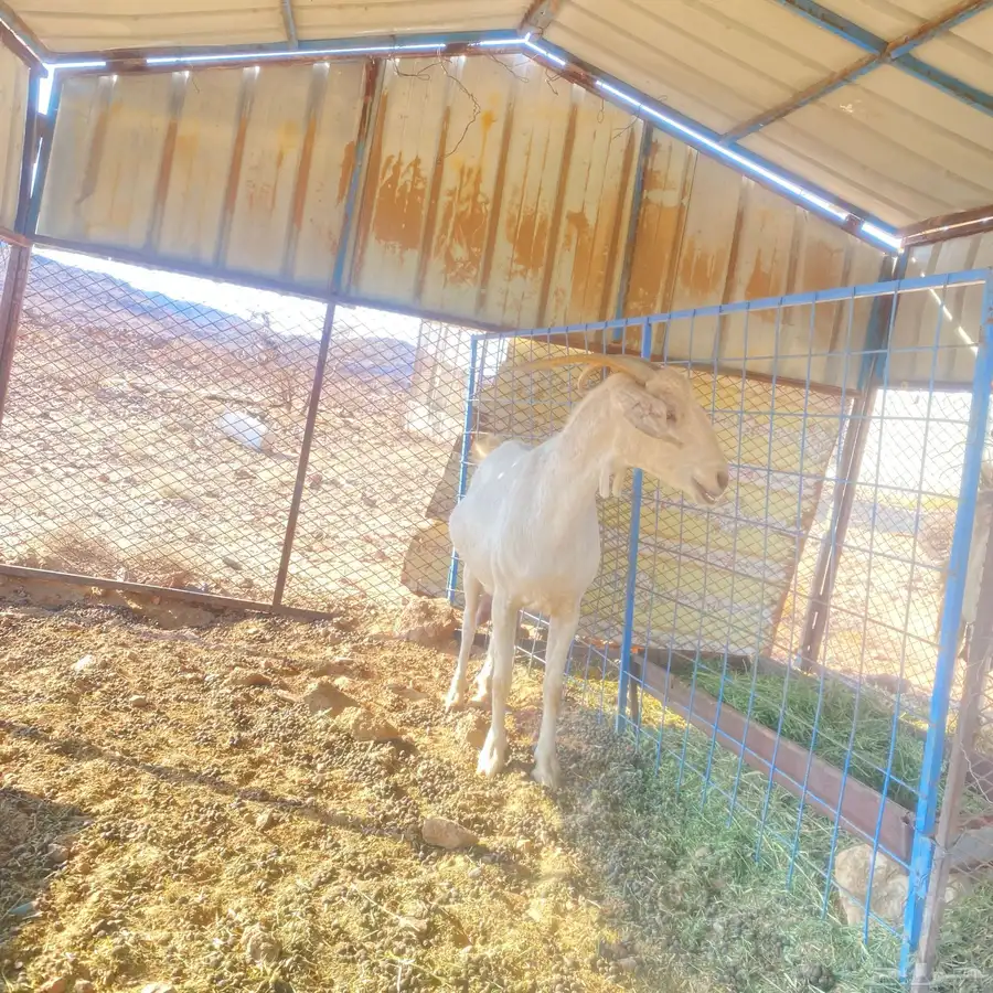 ماعز 0