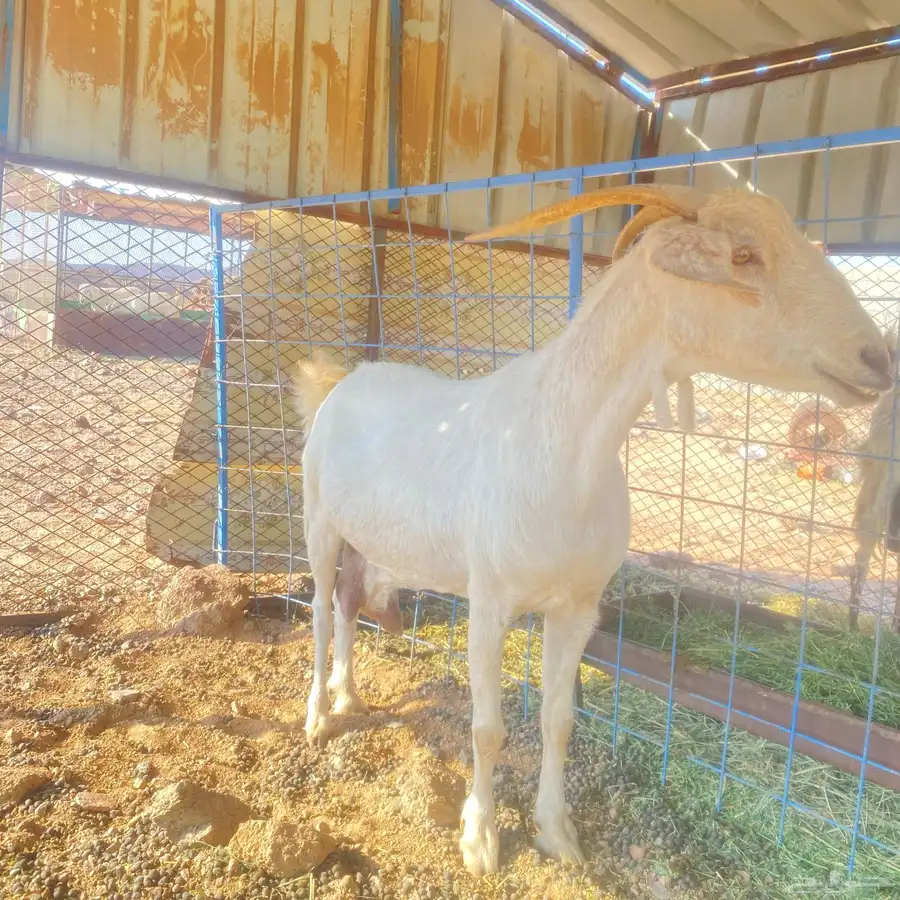 ماعز 2
