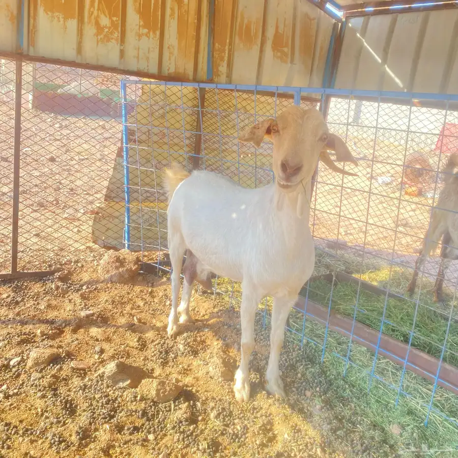 ماعز 1