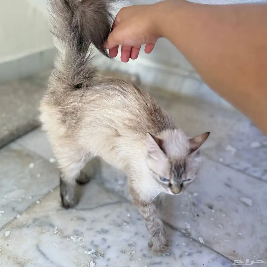 قطه للتبني 6