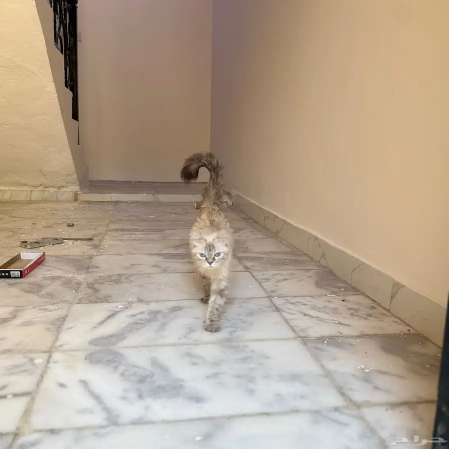 قطه للتبني 1