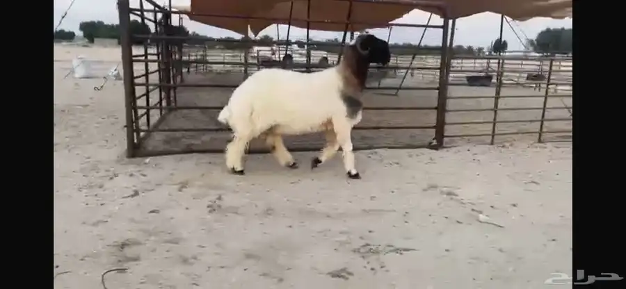 للبيع جذع نادر 3