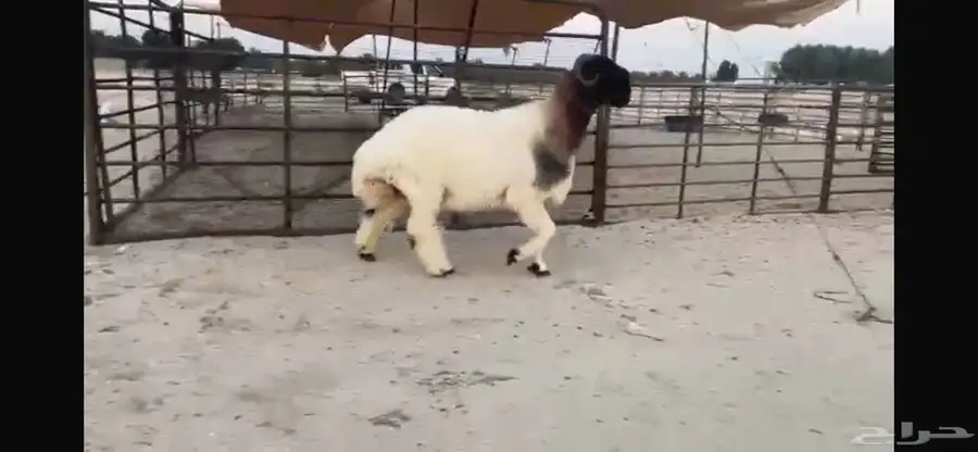 للبيع جذع نادر 10