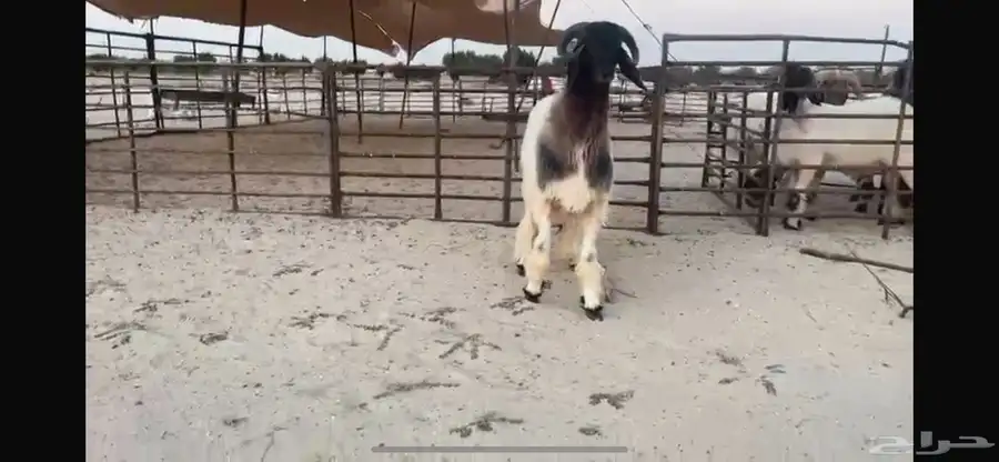 للبيع جذع نادر 5