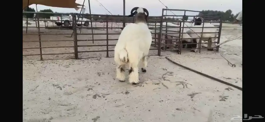 للبيع جذع نادر 7