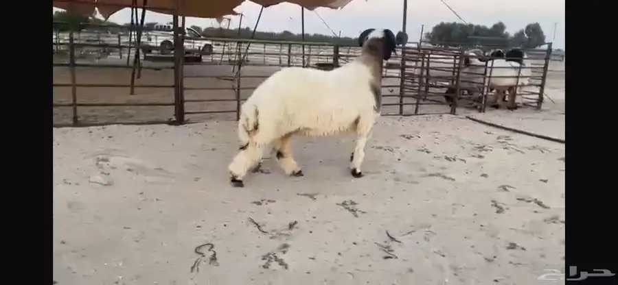 للبيع جذع نادر 1