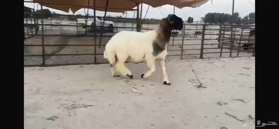 للبيع جذع نادر 2