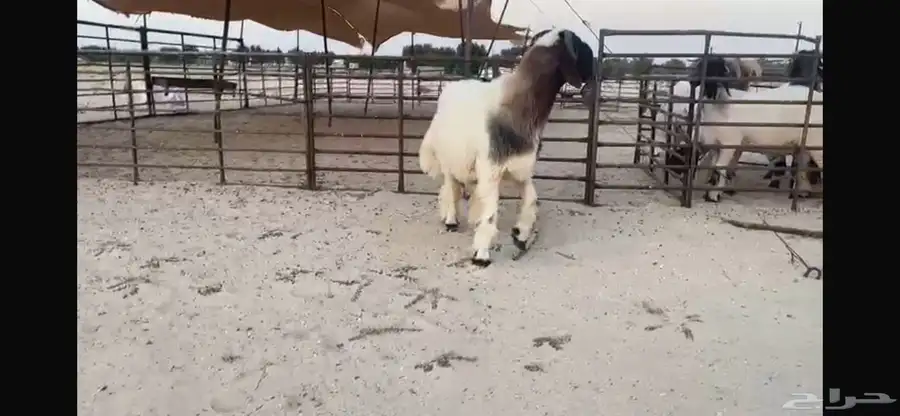للبيع جذع نادر 11