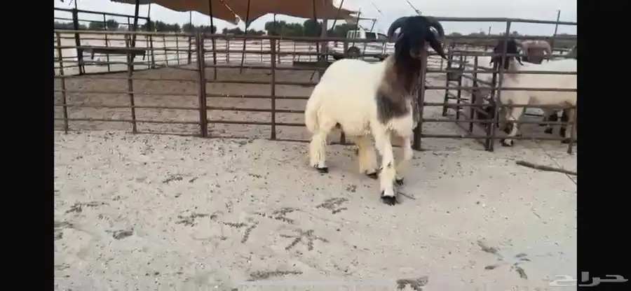 للبيع جذع نادر 6