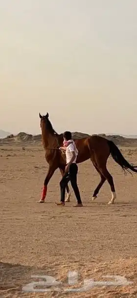 فرس شعبيه 0