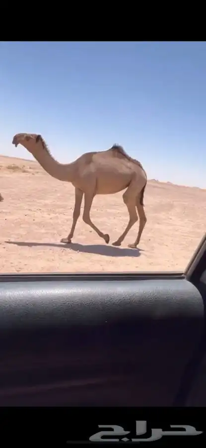 للبيع بكره حقه دبيانيه كفوو 0