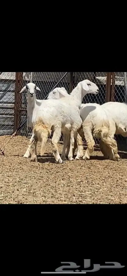 رخال للبيع 0