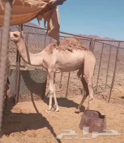 للبيع قعدان لحم 1