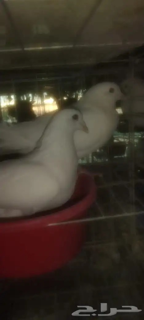 حمام فرنسي مفروز 3