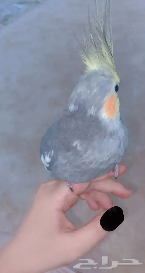 كروان 1