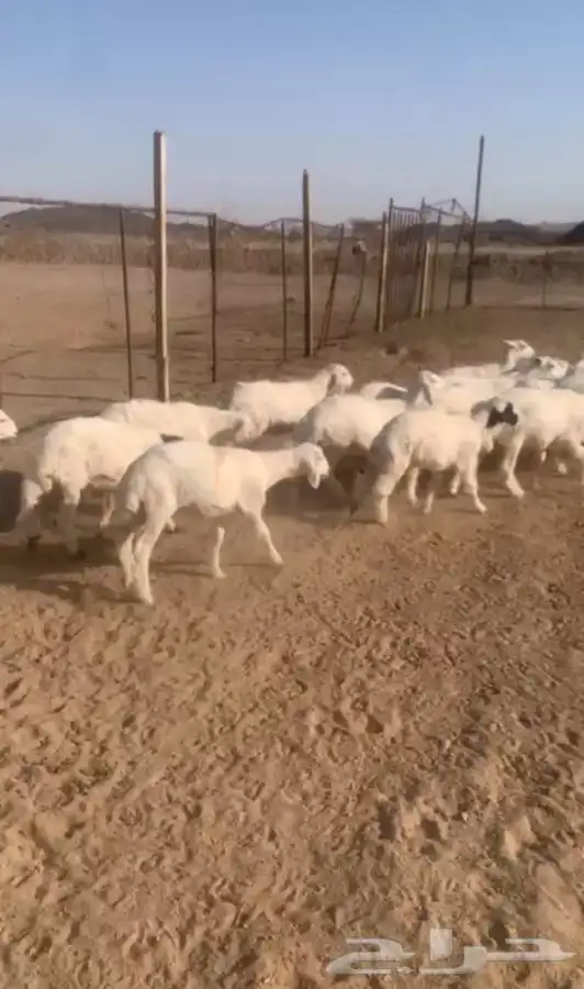 بهم للبيع العدد 18 0
