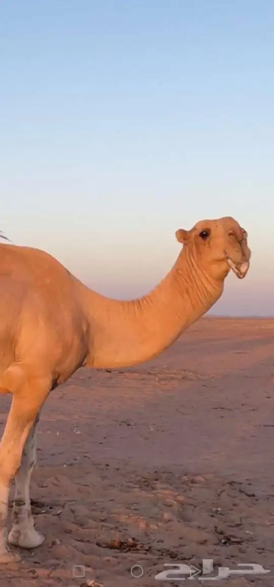 قعود كفوو 2