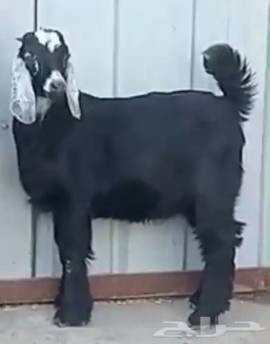 تيوس ذبائح 0