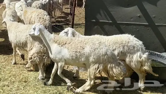 ضان حريات حرش مقاني طيبات 21