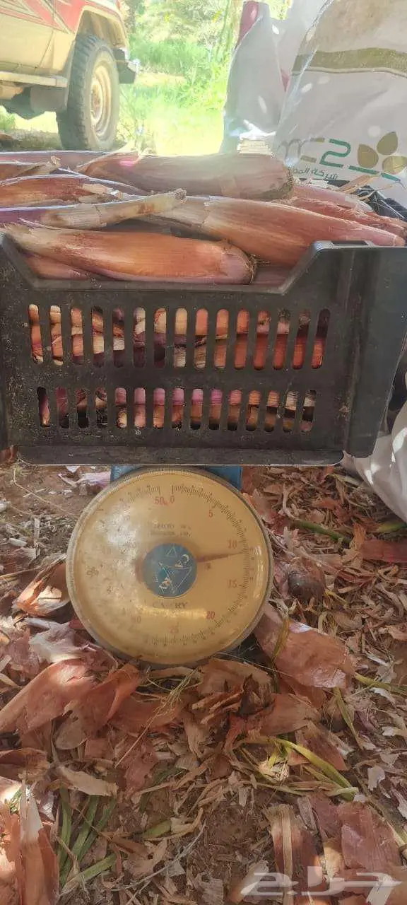 بصل حساوي 0