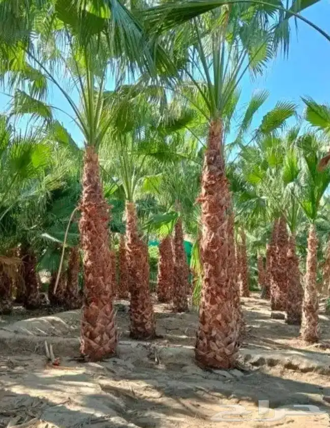 تنسيق الحدائق المنزلية 6