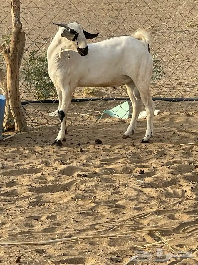 مشروع فحل أكحل بيشي فاخر 4