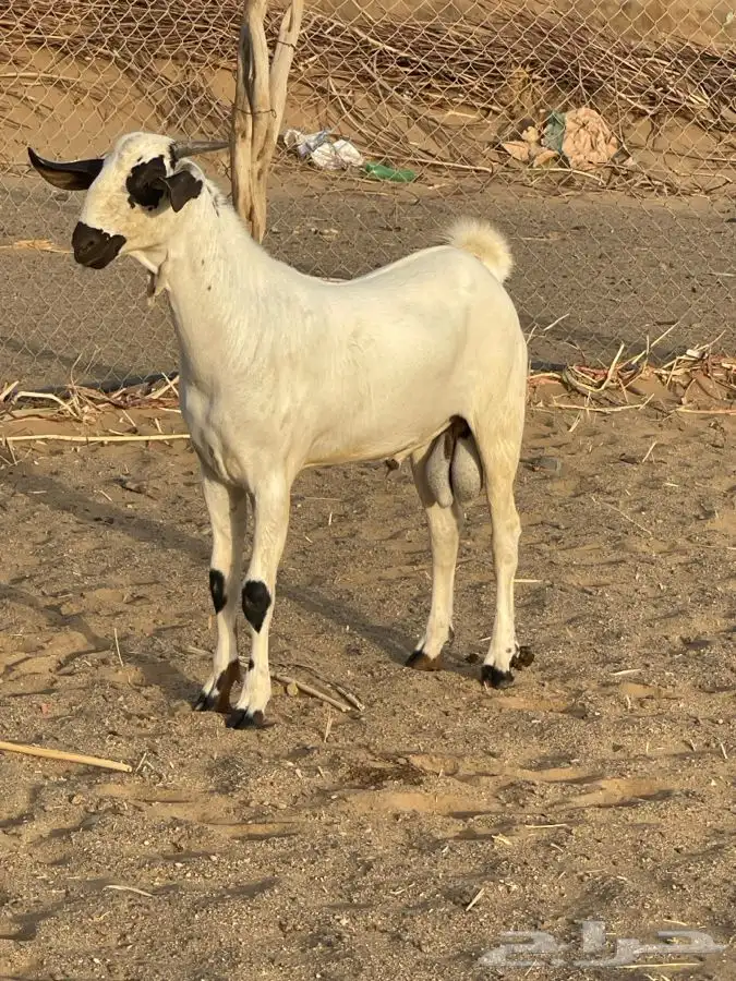 مشروع فحل أكحل بيشي فاخر 3