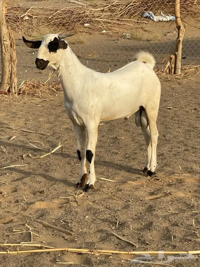 مشروع فحل أكحل بيشي فاخر 0