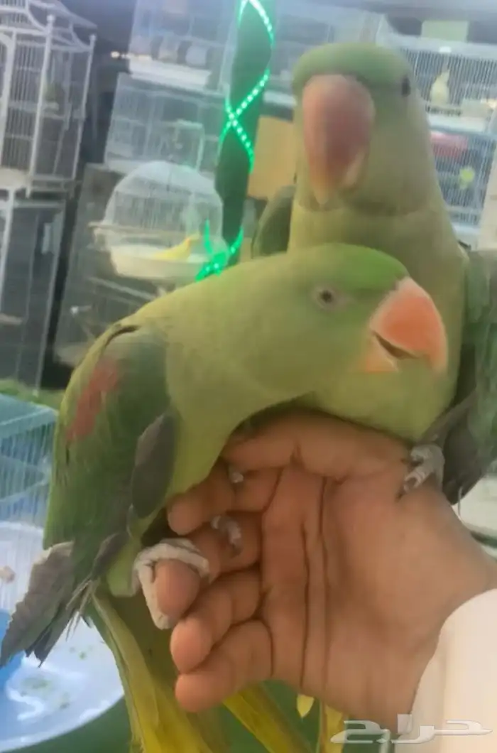 للبيع جوز دره نيبالي 2