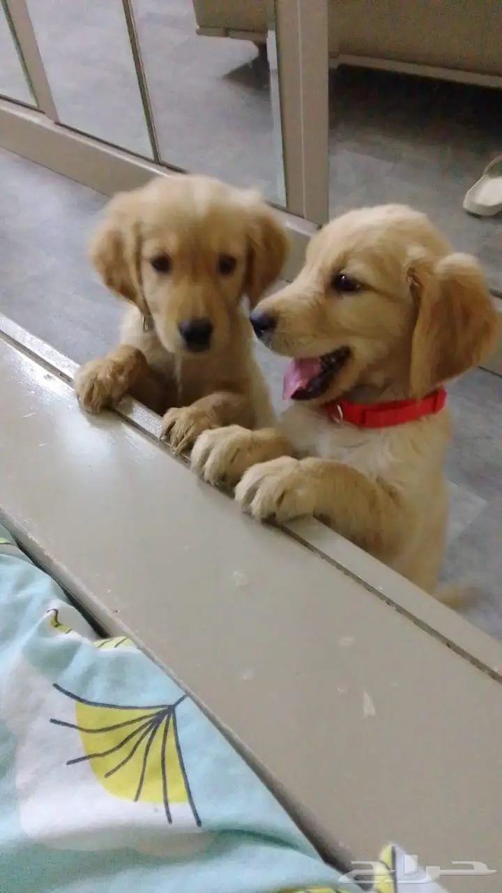 Golden retriever pure breed puppies 0