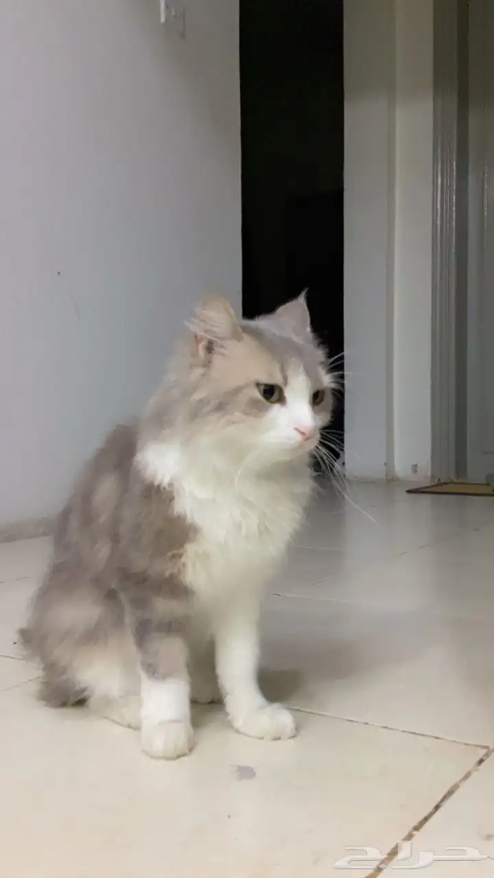 قطة شيرازي 1