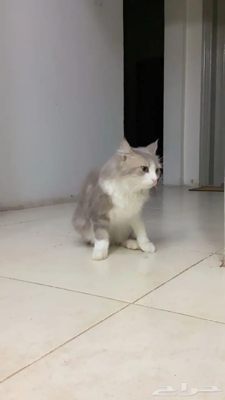 قطة شيرازي 2
