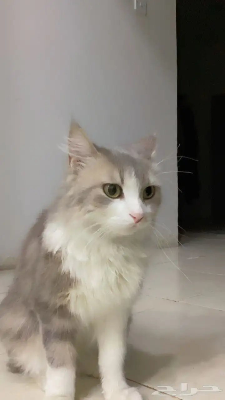 قطة شيرازي 3