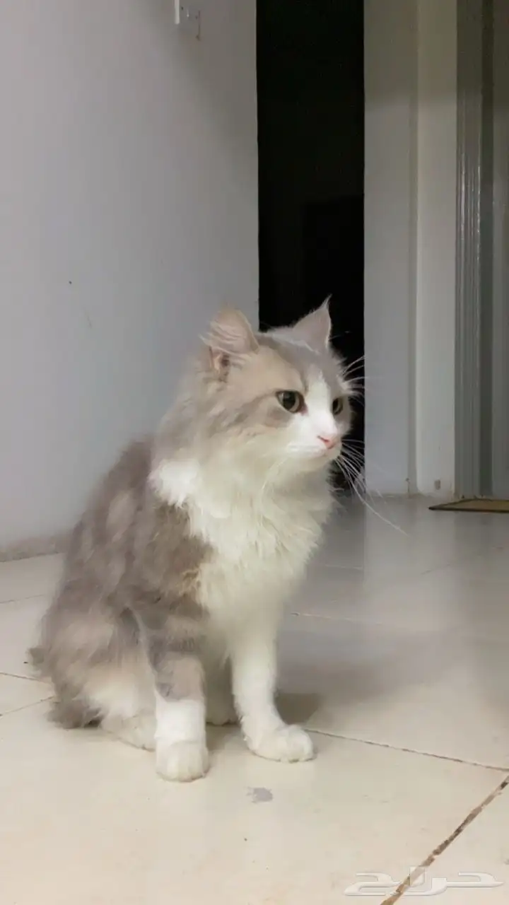 قطة شيرازي 0