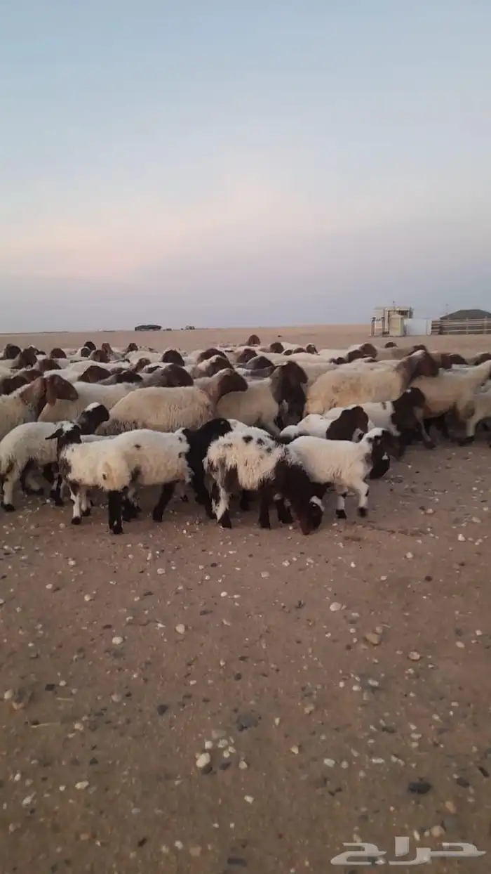 مطافيل نعيم طيبه العدد 137 2