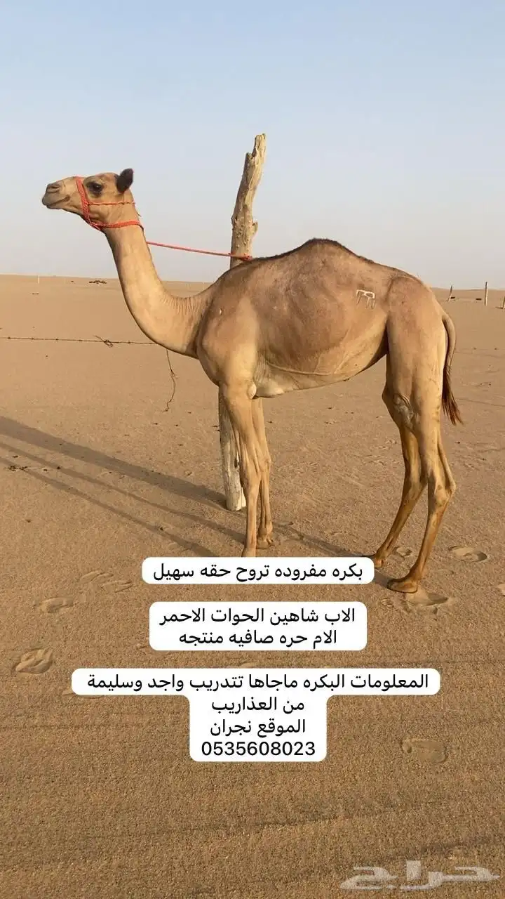 هجن. بنت الحوات الاحمر 0
