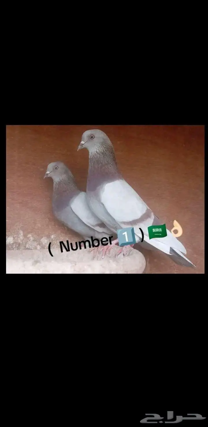 جوز هندي صرخا 0