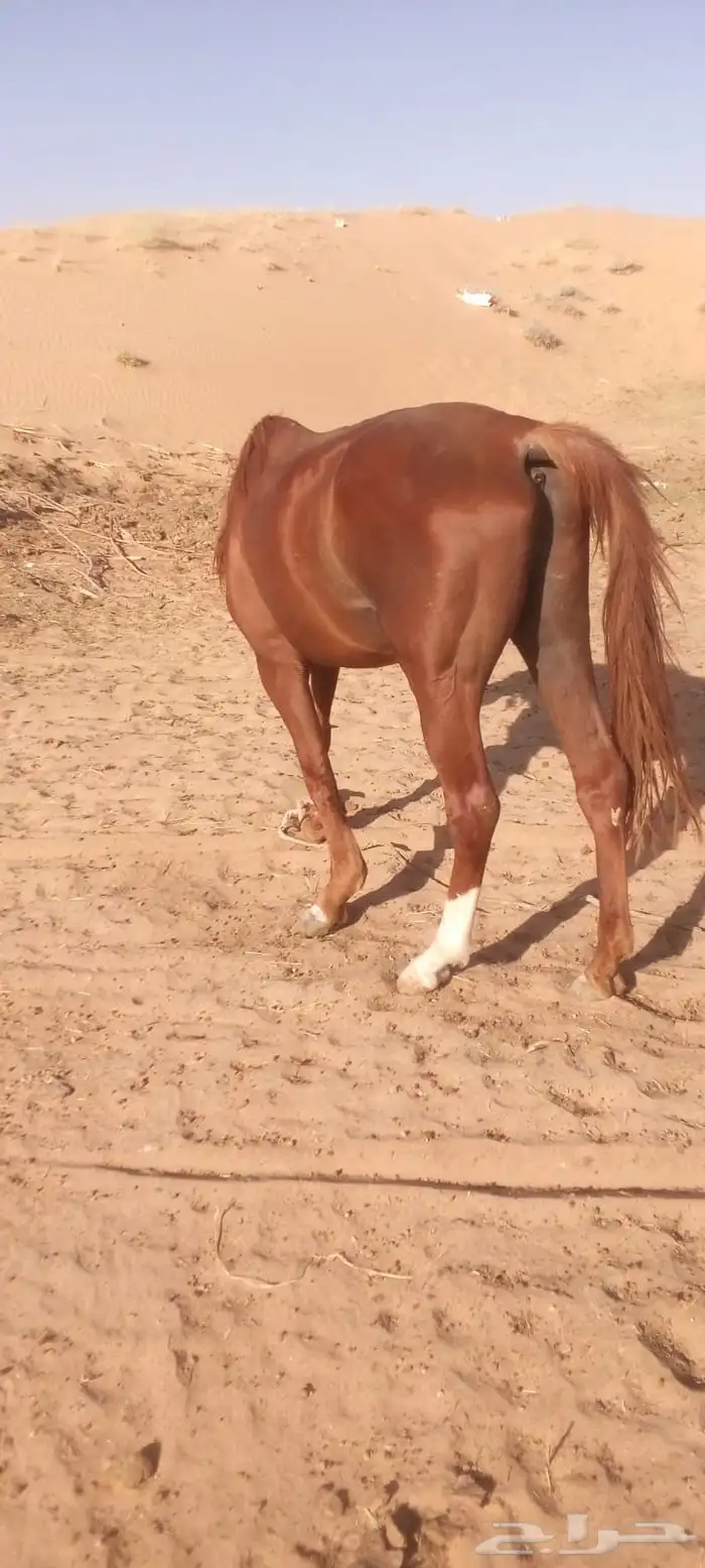 حصان فحل للبيع 1